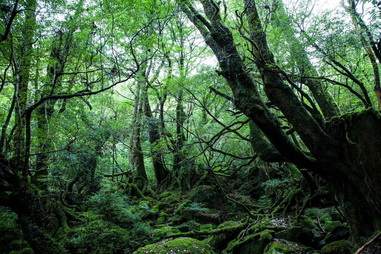 Ananda Chillage Yakushima Hotel Yakushima  Luaran gambar